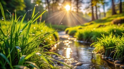 Fototapeta premium Sunbeams reflecting on the surface of a small stream in a lush forest, casting a warm glow on the dew-kissed blades of grass