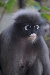 Engaging wildlife encounter grey monkey close-up natural habitat wildlife photography forest environment intimate perspective biodiversity awareness