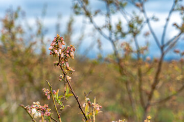 Heidelbeerblüte im Frühjahr mit bewölktem Himmel