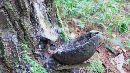 Obraz premium mushrooms in the forest