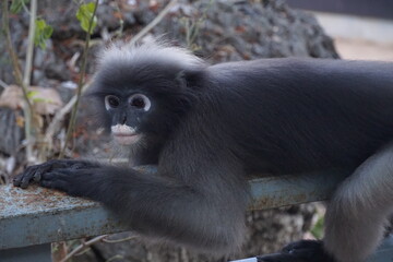 Fototapeta premium Observing a rare primate wildlife sanctuary close-up photography natural habitat ground level conservation awareness