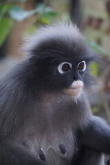Captivating close-up of a monkey local wildlife sanctuary animal portrait natural habitat eye-level perspective nature conservation