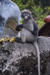Playful monkey enjoying bananas at a scenic cliffside nature photography outdoor environment captivating viewpoint wildlife concept
