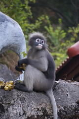 Playful monkey enjoying bananas tropical forest wildlife photography natural habitat close-up view nature conservation