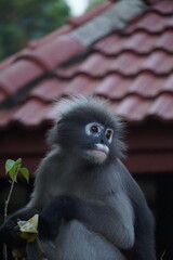 Fototapeta premium Curious monkey observing nature tropical forest wildlife photography lush environment close-up view animal behavior exploration
