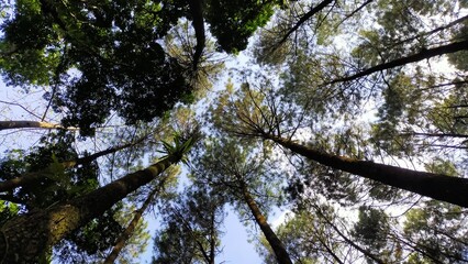 portrait of a tree with dense leaves from below