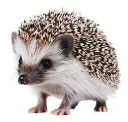 Fototapeta premium PNG Hedgehog exploring nature. Adorable!