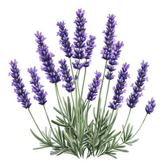 Naklejka premium PNG Beautiful lavender flowers blooming in garden