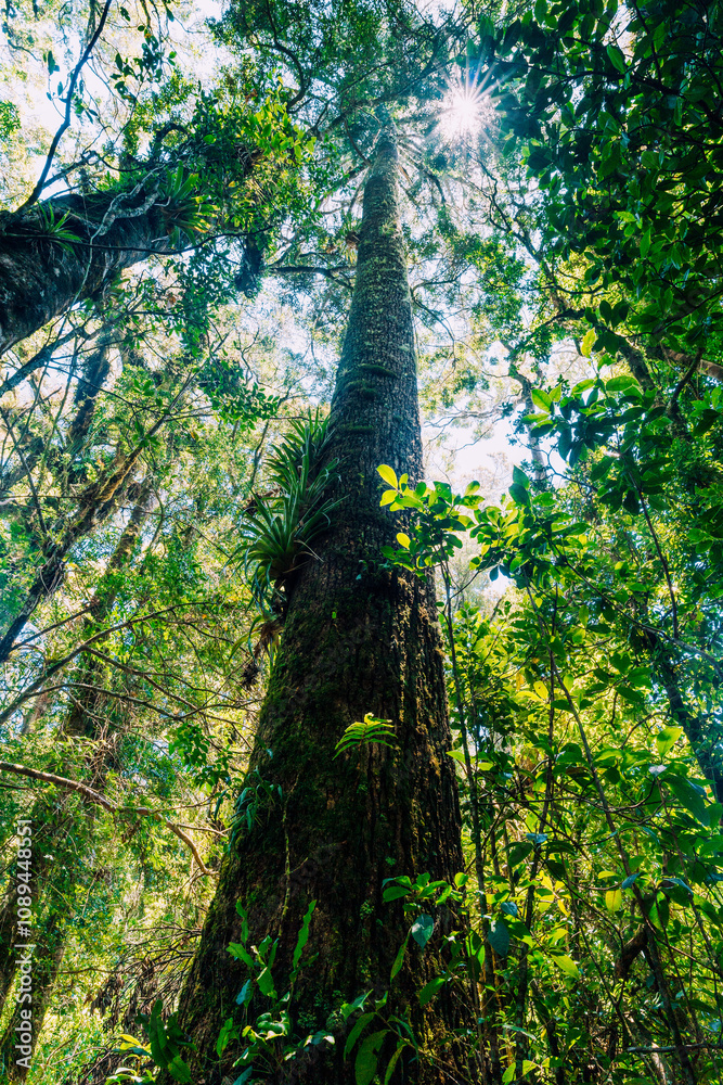 Wall mural forest tree