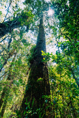Fototapeta premium forest tree