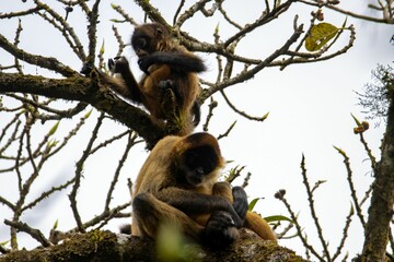 Ornate spider monkeys, Ateles geoffroyi ornatus, in a tree