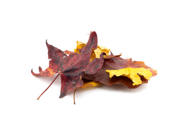 Pile of autumn colored leaves isolated on white background.A heap of different maple dry leaf .Red and colorful foliage colors in the fall season
