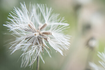 The Secret Life of Pollen: Macro Photography of Flower Details.  
