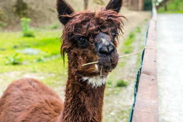 Obraz premium Portrait von einem Lama mit lustigem Gesichtsausdruck und Grashalm im Mund