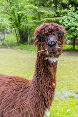 Obraz premium Portrait von einem Lama mit lustigem Gesichtsausdruck und Grashalm im Mund