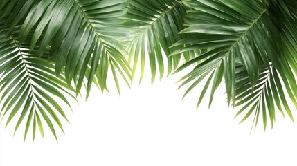 Lush green palm fronds isolated on white background.