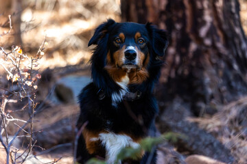 Hiking with Dogs in Estes Park, Colorado