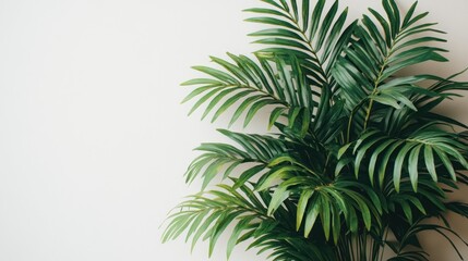 Fototapeta premium Lush green palm leaves against a white wall.