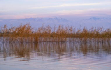 Evening autumn lake with yellow reeds and snowy mountains in the background.