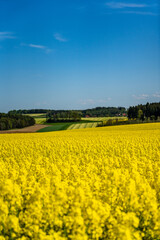 Kontrastreiches gelbes Rapsfeld mit blauem Himmel
