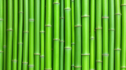Obraz premium green bamboo stems in vertical arrangement. Natural texture photography for eco design and wallpaper