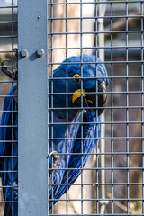 Ein Blauara Papagei am Gitter einer Voliere im Zoo
