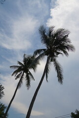 Palm trees swaying in gentle breeze tropical landscape nature photography outdoor environment upward perspective serenity concept