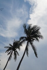 Palm trees reaching skyward tropical paradise nature photography outdoor setting low angle view serenity and beauty