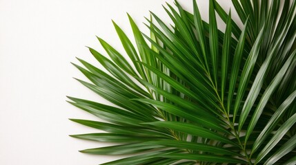 Obraz premium Lush green palm leaves on white.