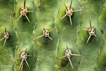 Exploring the Intricate Patterns and Textures of a Cactus Plant in Nature