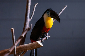 Channel-billed toucan sitting on the branch in indoor zoo.