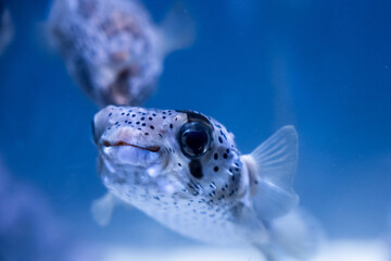 Cute porcupine fish puffer fish swimming in clear water. © marchsirawit