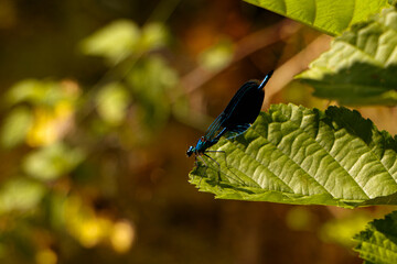 Niebieska ważka na zielonym liściu