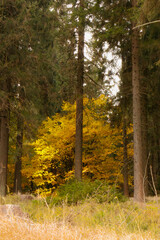 Samotne ż&oacute;łte liściaste drzewo pomiędzy drzewami iglastymi