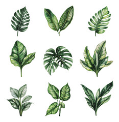 PNG Collection of tropical leaves on white background
