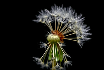 Close-up of dandelion with a few spores on black background