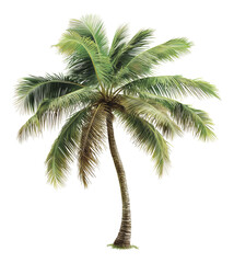 Obraz premium PNG Graceful palm tree with arching fronds