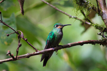 Beautiful Hummingbird in the Andes Mountain of Ecuador