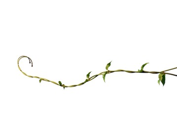 A creeper plant with leaves on white isolated background for green foliage backdrop with copy space 