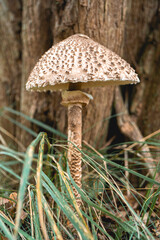 Parasol mushroom in the wild. In the National Park in De Zilk, The Netherlands.