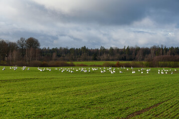 white swans in a green meadow with tractor tracks in a sunny cloudy autumn day at the edge of the forest