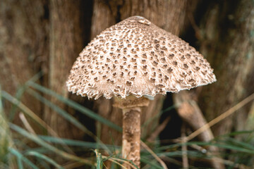 Parasol mushroom in the wild. In the National Park in De Zilk, The Netherlands.
