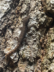 bark of a tree