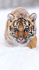 A tiger walking through the snow with its tongue out