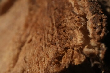 Macro close up of a cut tree branch