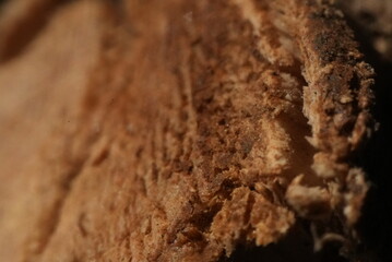 Macro close up of a cut tree branch