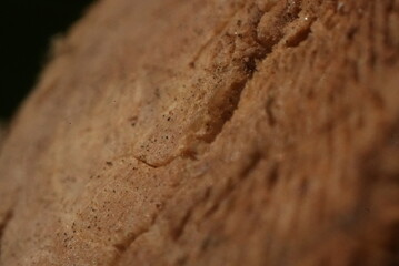 Macro close up of a cut tree branch