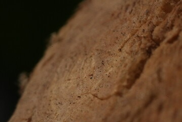 Macro close up of a cut tree branch