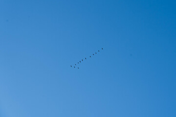 birds in the sky