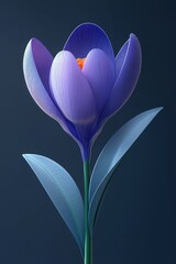 Vibrant Crocus Bloom Against Dark Background
